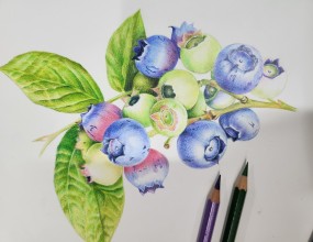 색연필 세밀화~그림을 좋아하는 사람 누구나 배우러 오세요~정말 매력있는 그림 입니다~