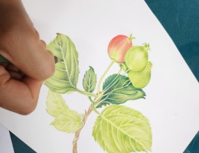 수강생 열공중~ㅎㅎ색연필화 세밀화 식물/꽃/과일등을 그리는 그림1:1 개별진도로 수업 / 수시등록 가능 / 수요일 오전 10시부터~오후 9시까지 수업 가능하니 등록 후  편안한 시간에 나오시면 수강 할 수 있습니다.