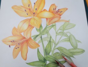 꽃과식물그리기 보태니컬
색연필로 그리는 보태니컬아트 모작그리기입니다